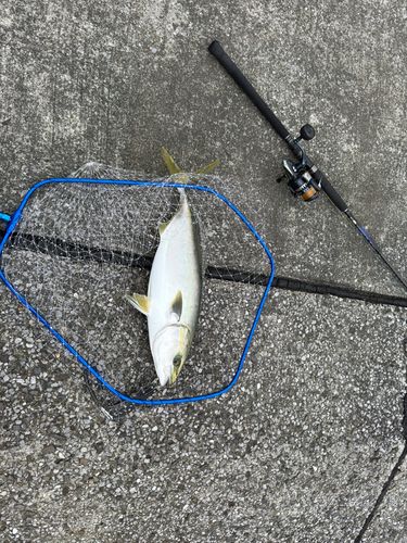 ハマチの釣果