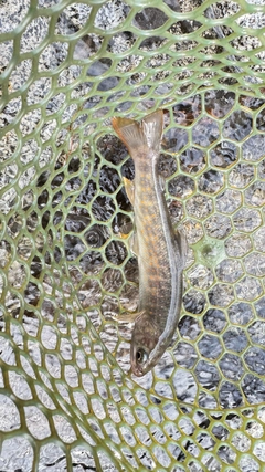 ヤマトイワナの釣果
