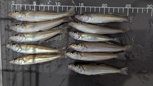 キスの釣果