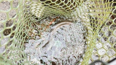 ヤマトイワナの釣果