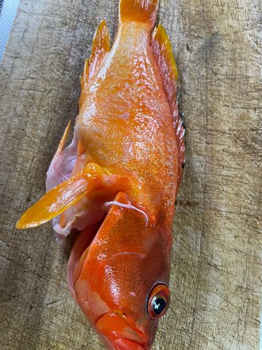 アカハタの釣果