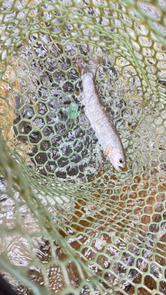 イワナの釣果