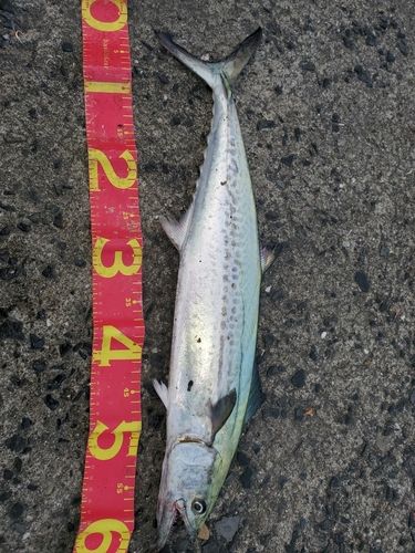 サゴシの釣果