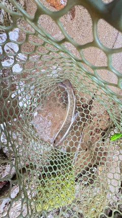 イワナの釣果