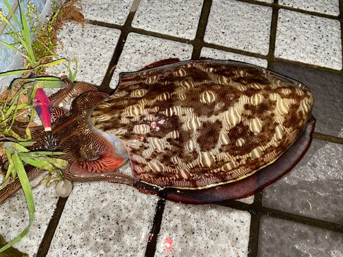 コウイカの釣果