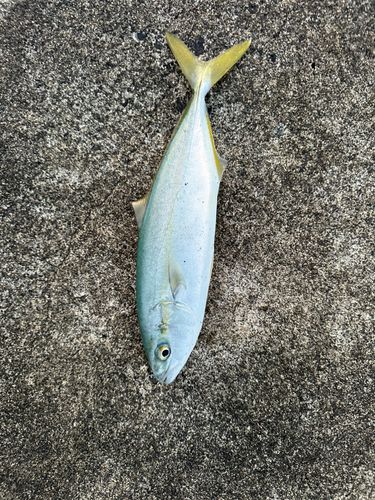 ワカシの釣果