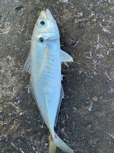 マアジの釣果