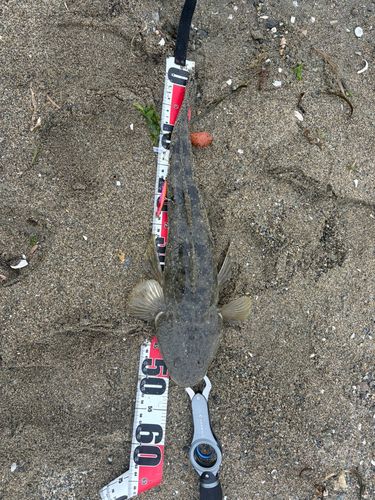 マゴチの釣果
