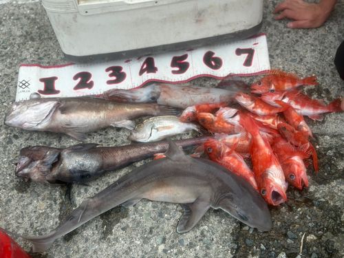 アラの釣果