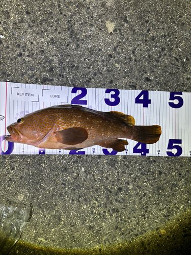 アコウの釣果