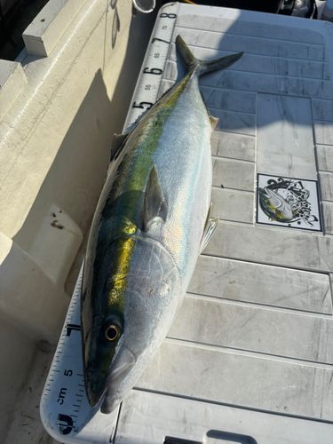 ワラサの釣果