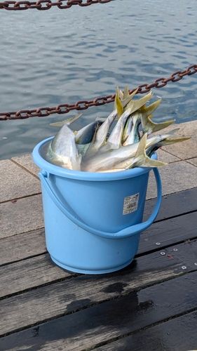 イナダの釣果