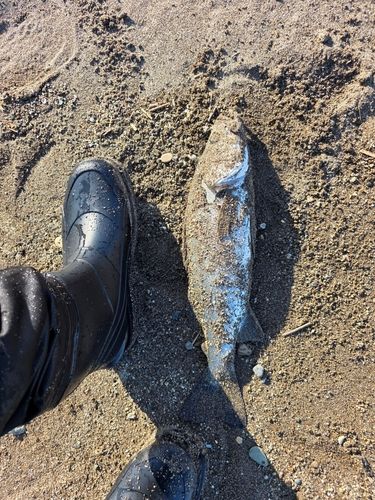 セイゴ（マルスズキ）の釣果