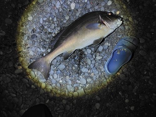 コロダイの釣果