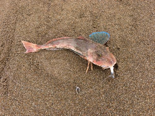 ホウボウの釣果