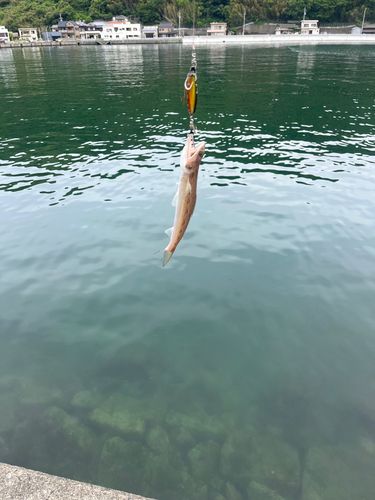 エソの釣果