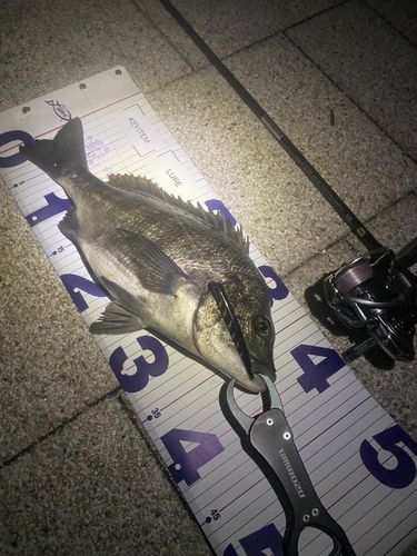 クロダイの釣果