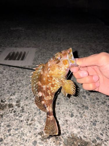 ガシラの釣果