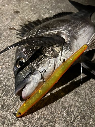 クロダイの釣果