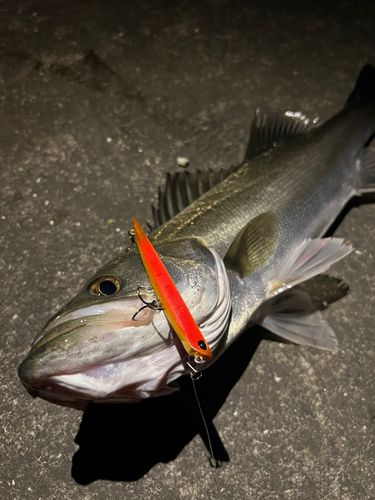 スズキの釣果