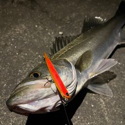 釣り人アングラー アングラー485083 さんの 2026年05月06日のクロダイの釣り・釣果情報