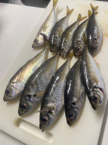 マアジの釣果