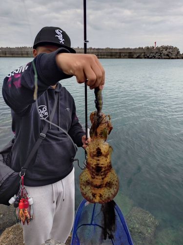 イカの釣果