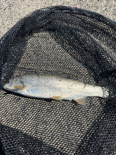 ウグイの釣果