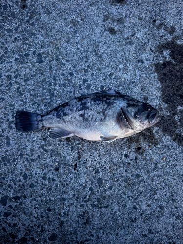クロソイの釣果