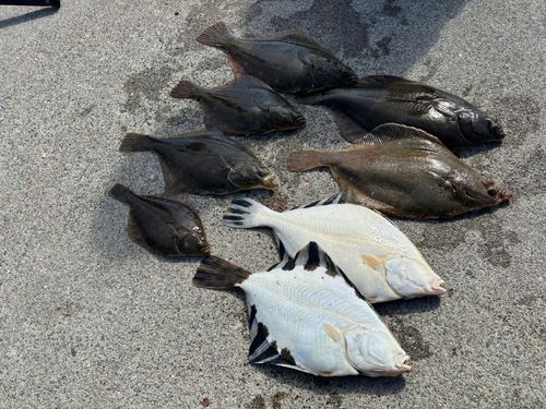 アメマスの釣果