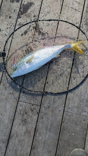 イナダの釣果