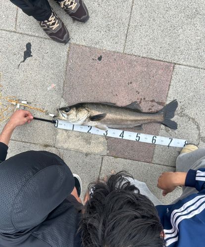 スズキの釣果