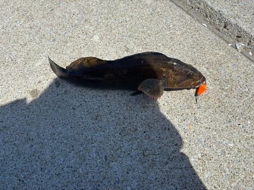 アブラコの釣果