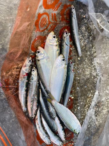 カタクチイワシの釣果
