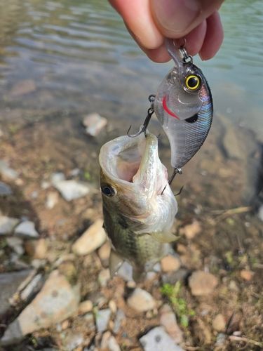 ブラックバスの釣果