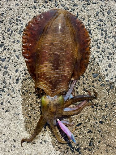 アオリイカの釣果