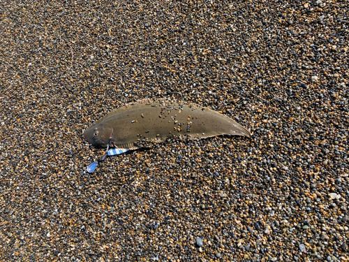 シタビラメの釣果