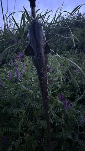ナマズの釣果