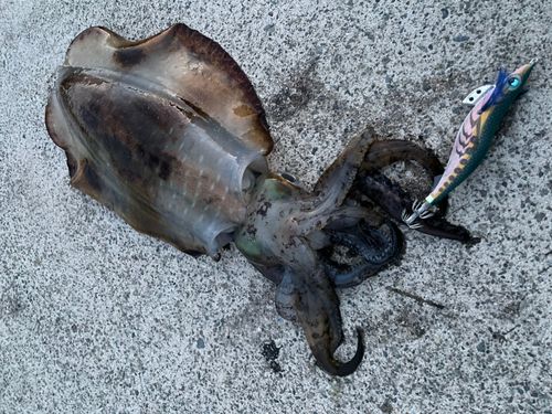 アオリイカの釣果