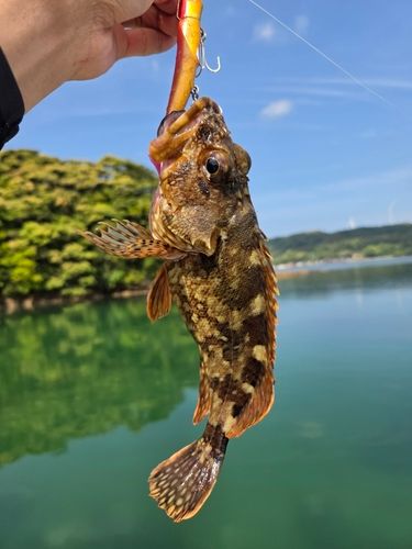 アラカブの釣果