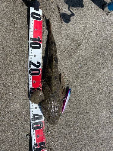 マゴチの釣果