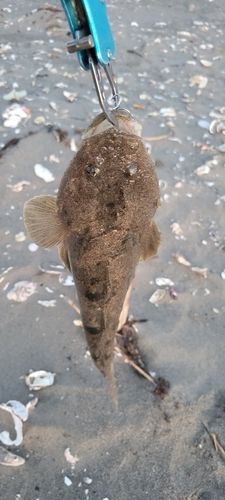 マゴチの釣果