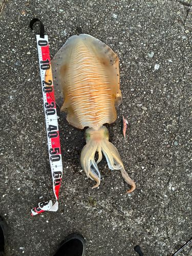 アオリイカの釣果