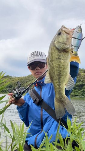 ブラックバスの釣果