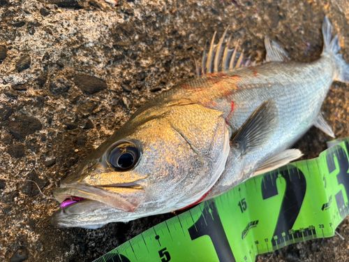 スズキの釣果