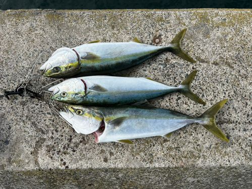 イナダの釣果