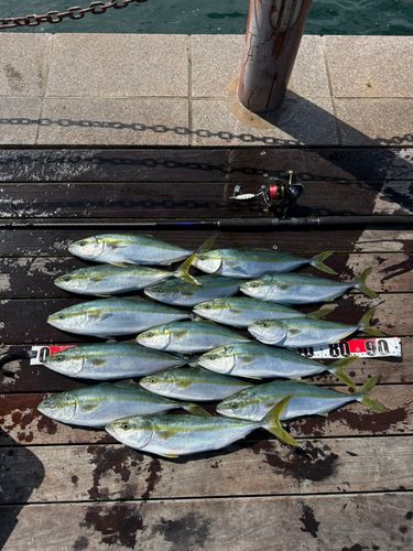 イナダの釣果