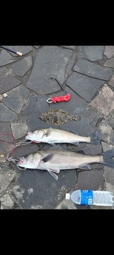 スズキの釣果