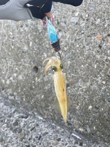 ヤリイカの釣果