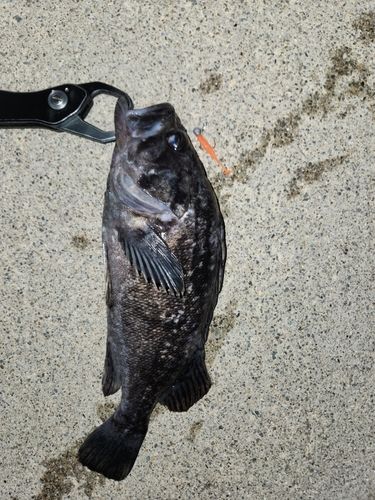 クロソイの釣果